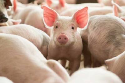 Якими будуть ціни на свиней забійних кондицій 7 – 13 вересня 2020 року