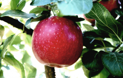 Американские фермеры готовят яблочную революцию