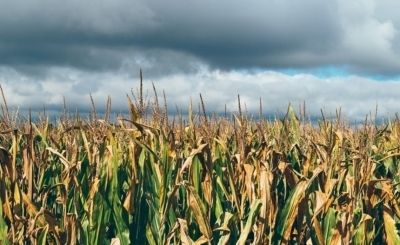 Глобальное потепление сократит урожай пшеницы вдвое — ученые