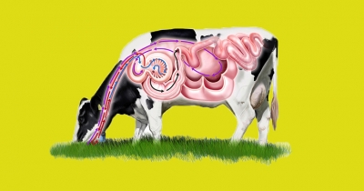ДНК-анализ желудка коров поможет производству мяса и молока — ученые
